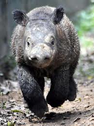 SUMATRAN RHINO BABY