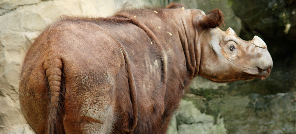 SUMATRAN RHINO