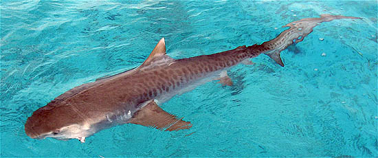 TIGER SHARK