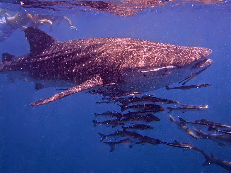 WHALE SHARKS