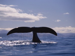 WHALE TAIL