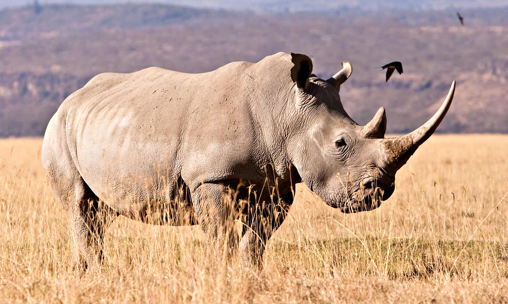 WHITE RHINO 2