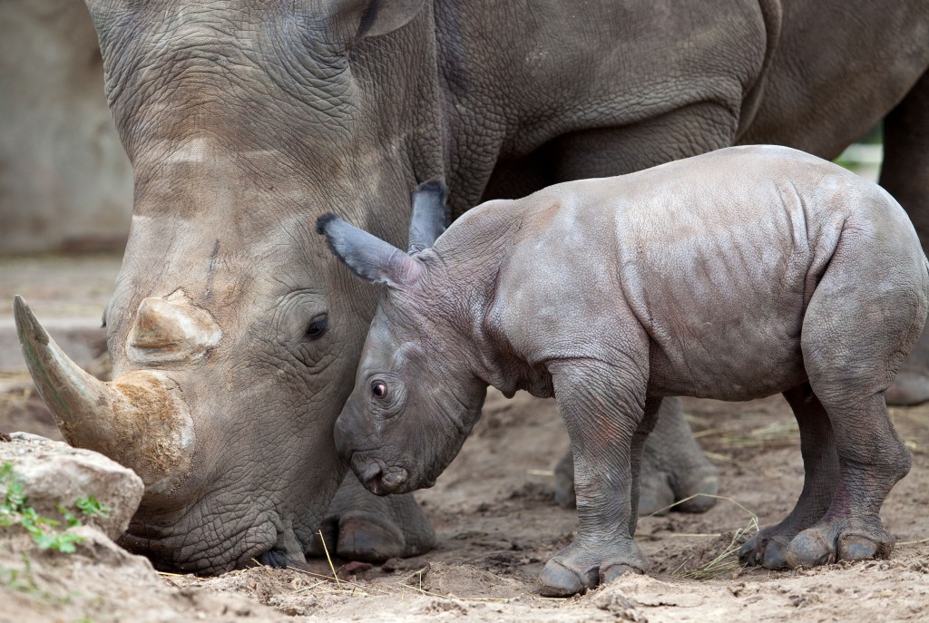 WHITE RHINO BABY