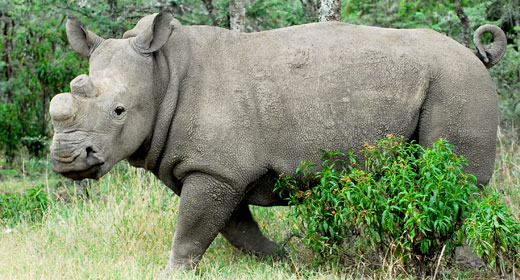 WHITE RHINO - DEHORNED