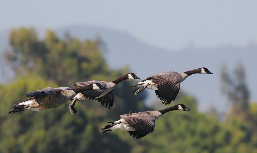 Canada geese