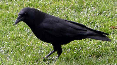 Crow