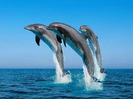 Dolphins jumping