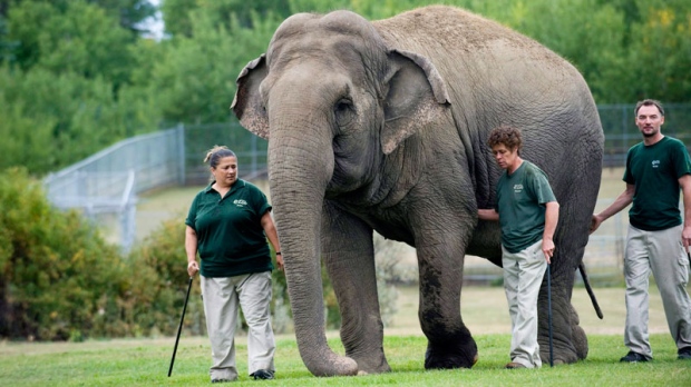 Lucy the lone Edmonton Zoo elephant