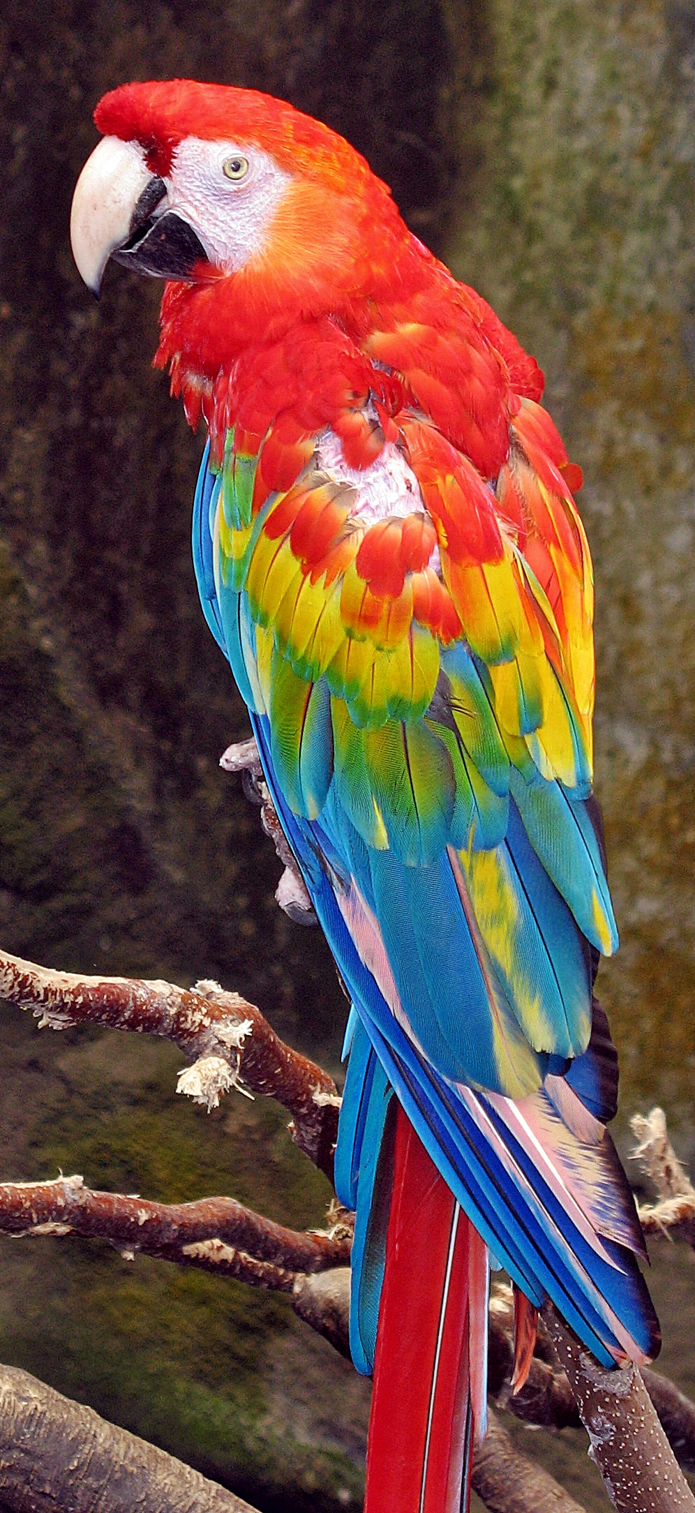 Parrot