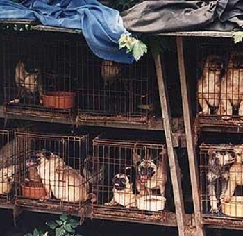 Puppy Mill Cages