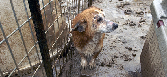 Puppy cages at a mill