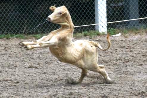 CALF ROPING