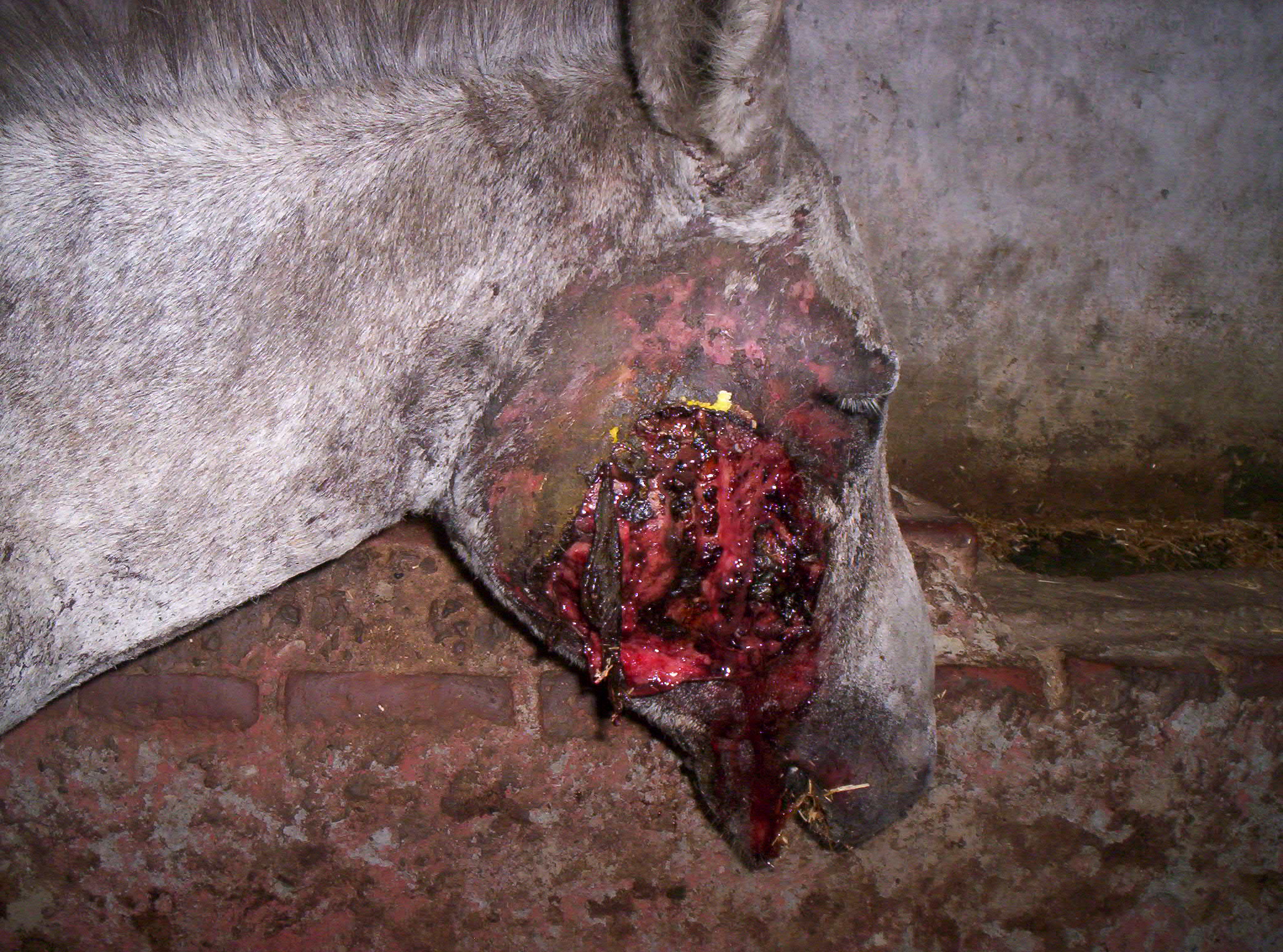 ABUSED DONKEY