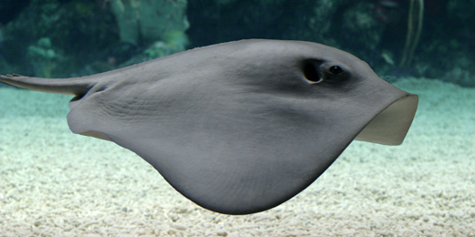 stingray