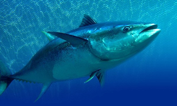 tuna