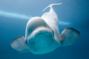 WHALE - BELUGA