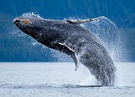 WHALE - HUMPBACK