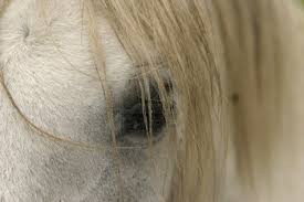 HORSE EYE - 2