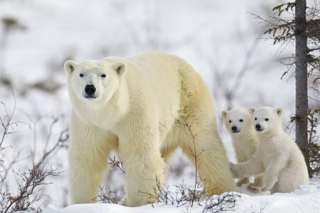 POLAR BEAR LOSE AT CITES