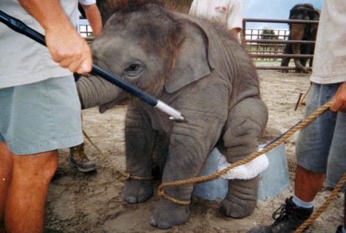 CIRCUS ELEPHANT IN TRAINING