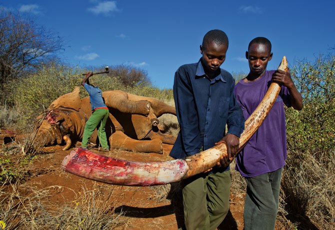 IVORY POACHING - 1