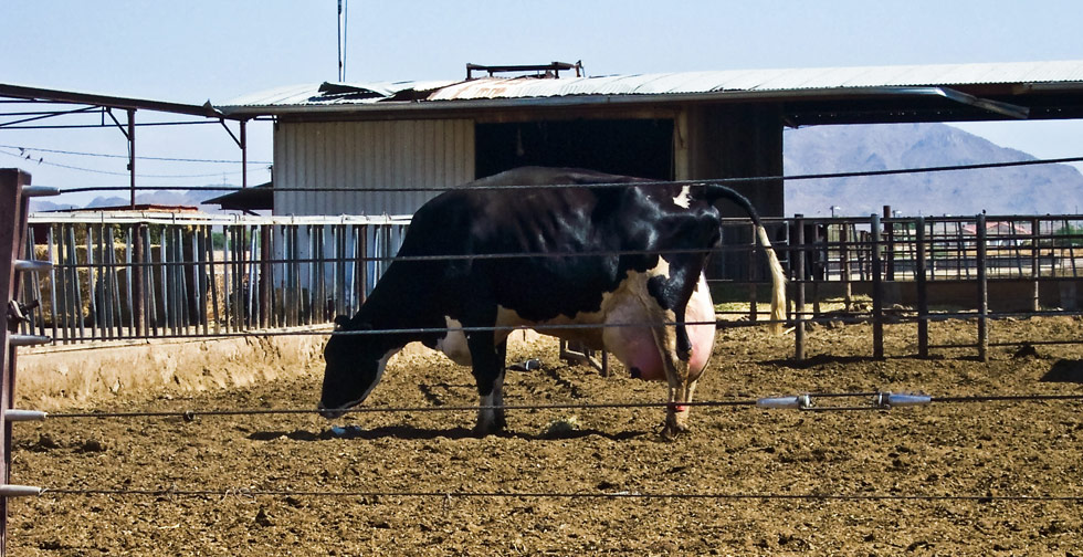 sick cow at a dairy factory farm