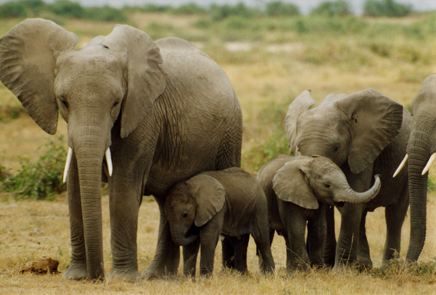 ELEPHANT FAMILY