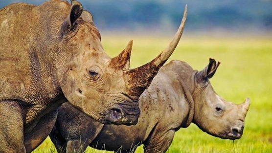 BEAUTIFUL RHINOS