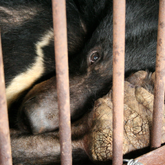 BEAR BILE 7