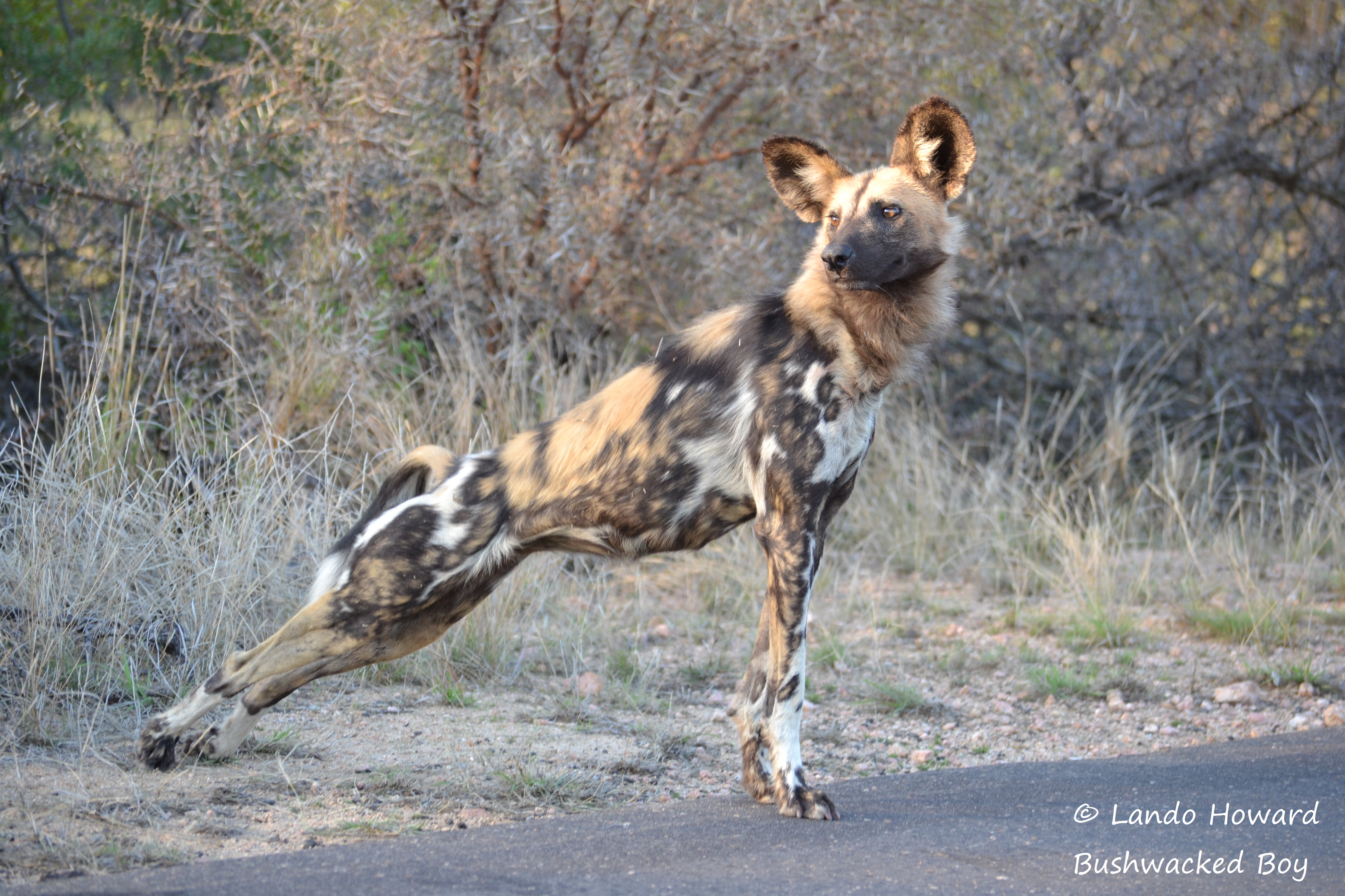 African Wild Dog, Species