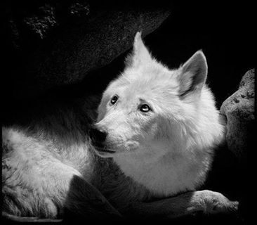 WOLF BEAUTY