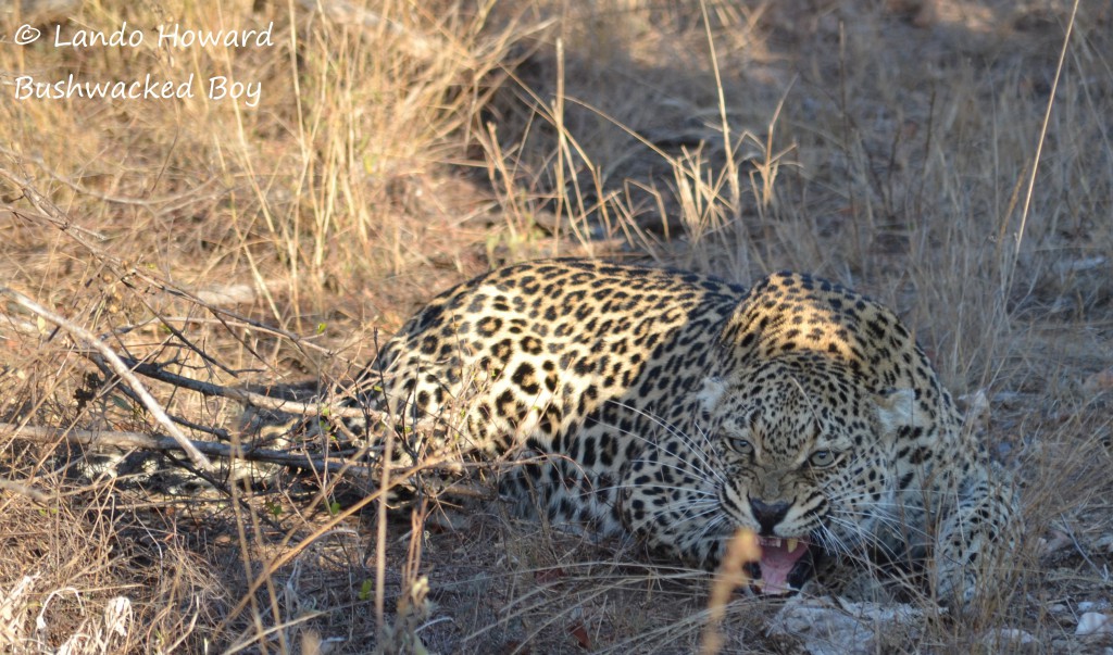 LEOPARD 6 - Ntombi growl (sig)
