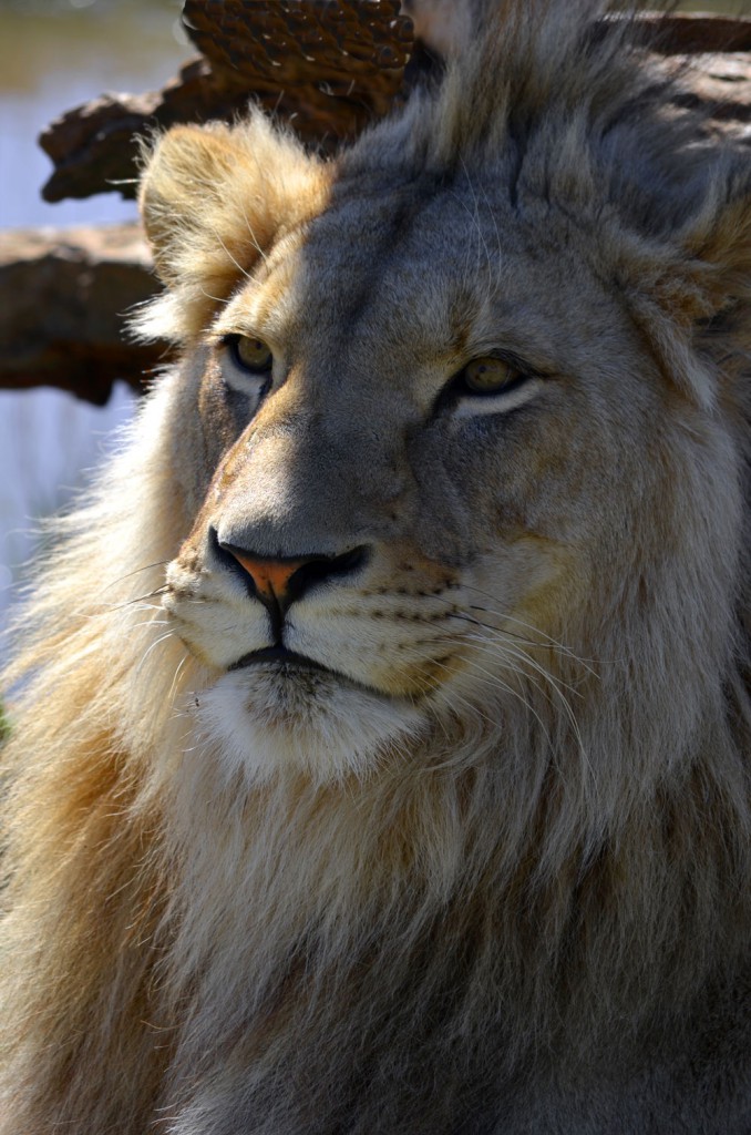 LION 3