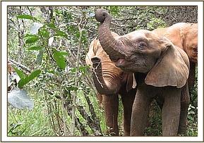 Chyulu