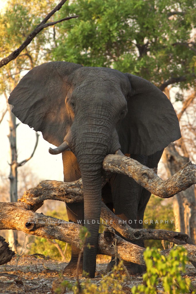 FRED 14 - ELEPHANT - BRANCHES