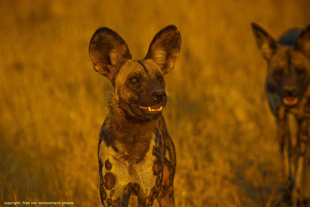 FRED 15 - AFRICAN WILD DOG