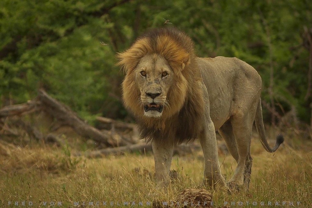FRED 6 - MALE LION