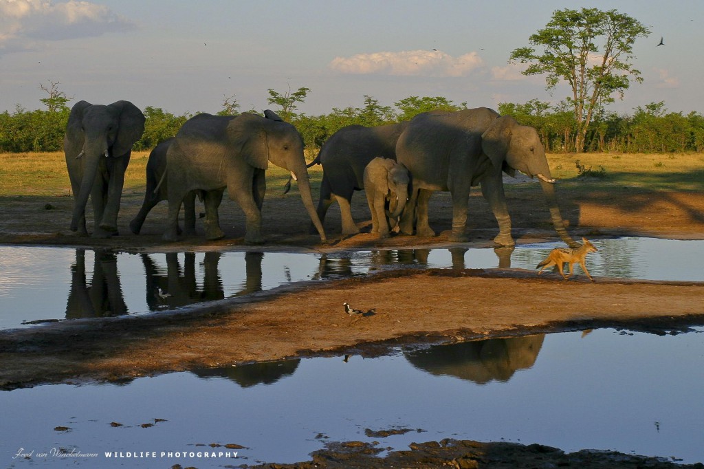 FRED 8 - ELEPHANTS AT WATER