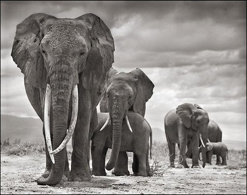 QUMQUAT - NICK BRANDT