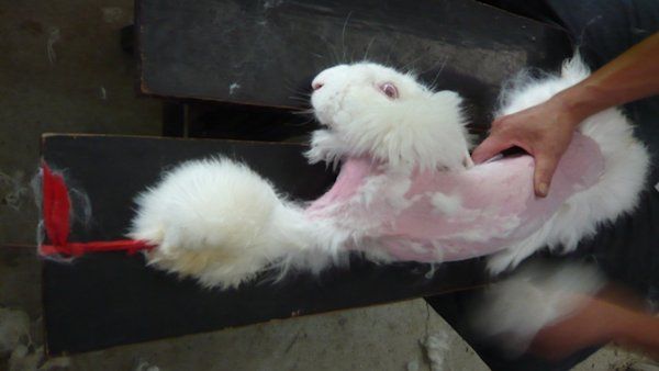 ANGORA 2