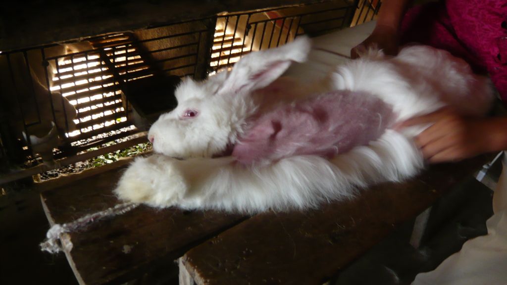 ANGORA RABBITS