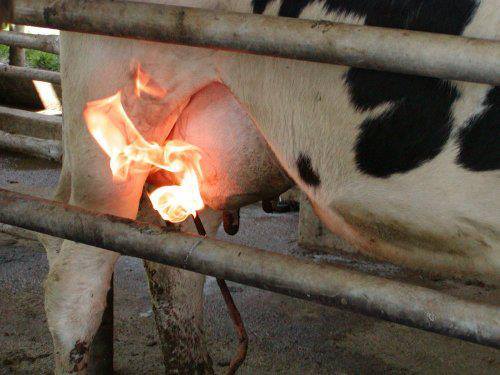 DAIRY UDDER HAIR REMOVAL