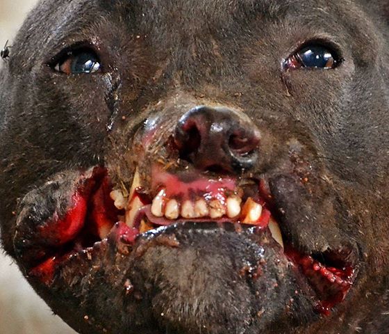 dogs fighting canada s wall of shamecreating animal awareness dogs fighting canada s wall of shamecreating animal awareness