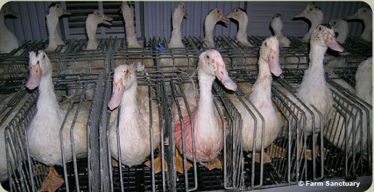 FOIE GRAS