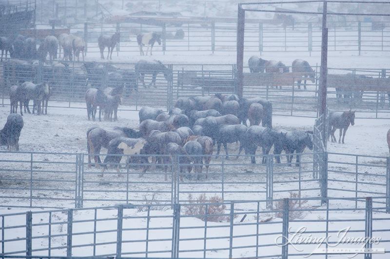 WYOMING WILD HORSE ROUND UP