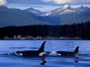 wild orcas