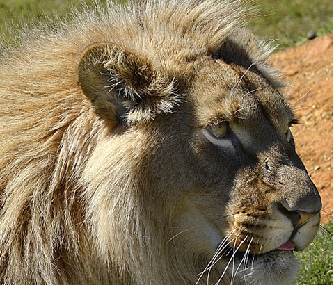 Global Lion March - 2014 - March 15Creating Animal Awareness