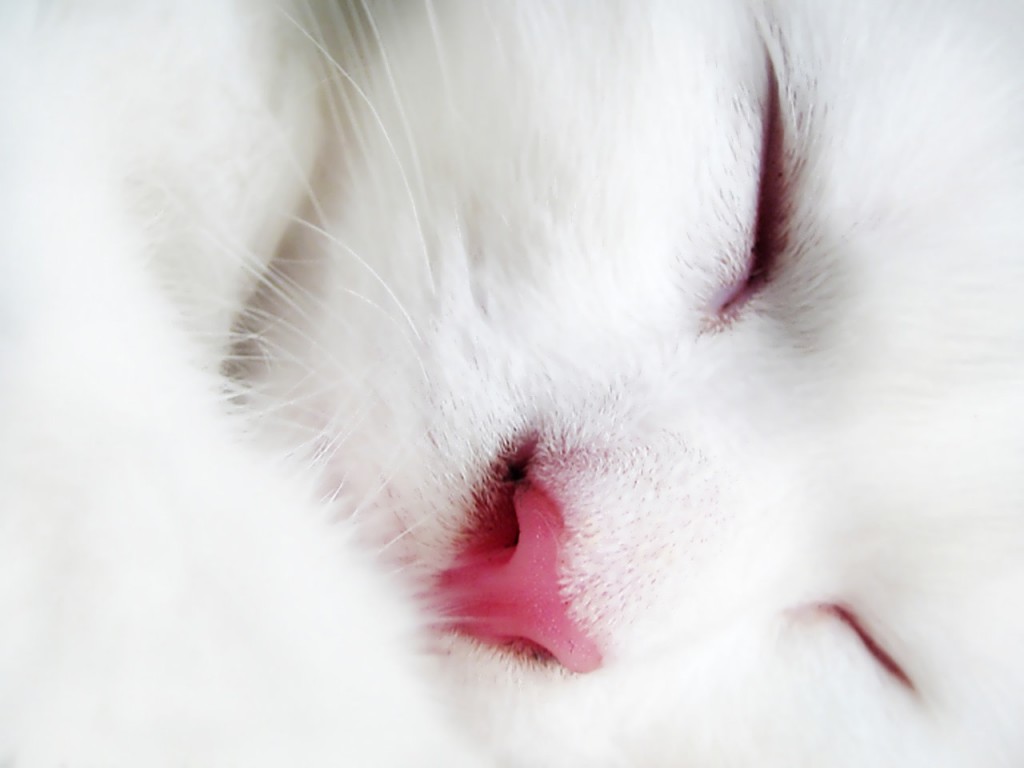 CAT - WHITE