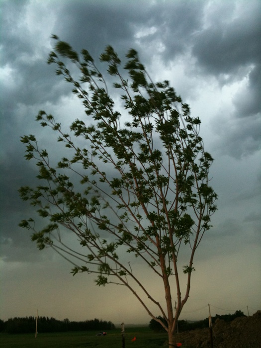 tree 2