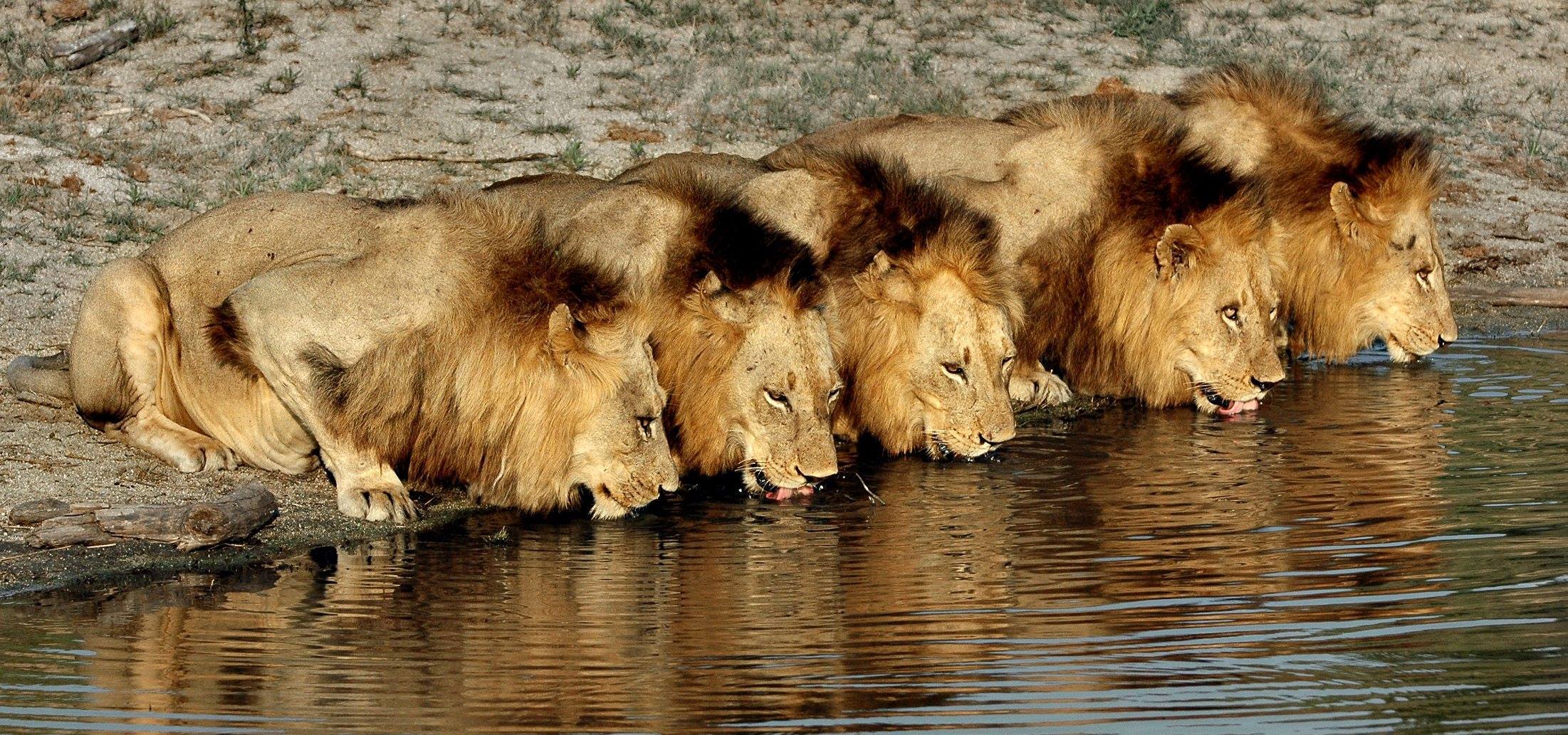 South African Media Gets A Failing Grade On Wildlife